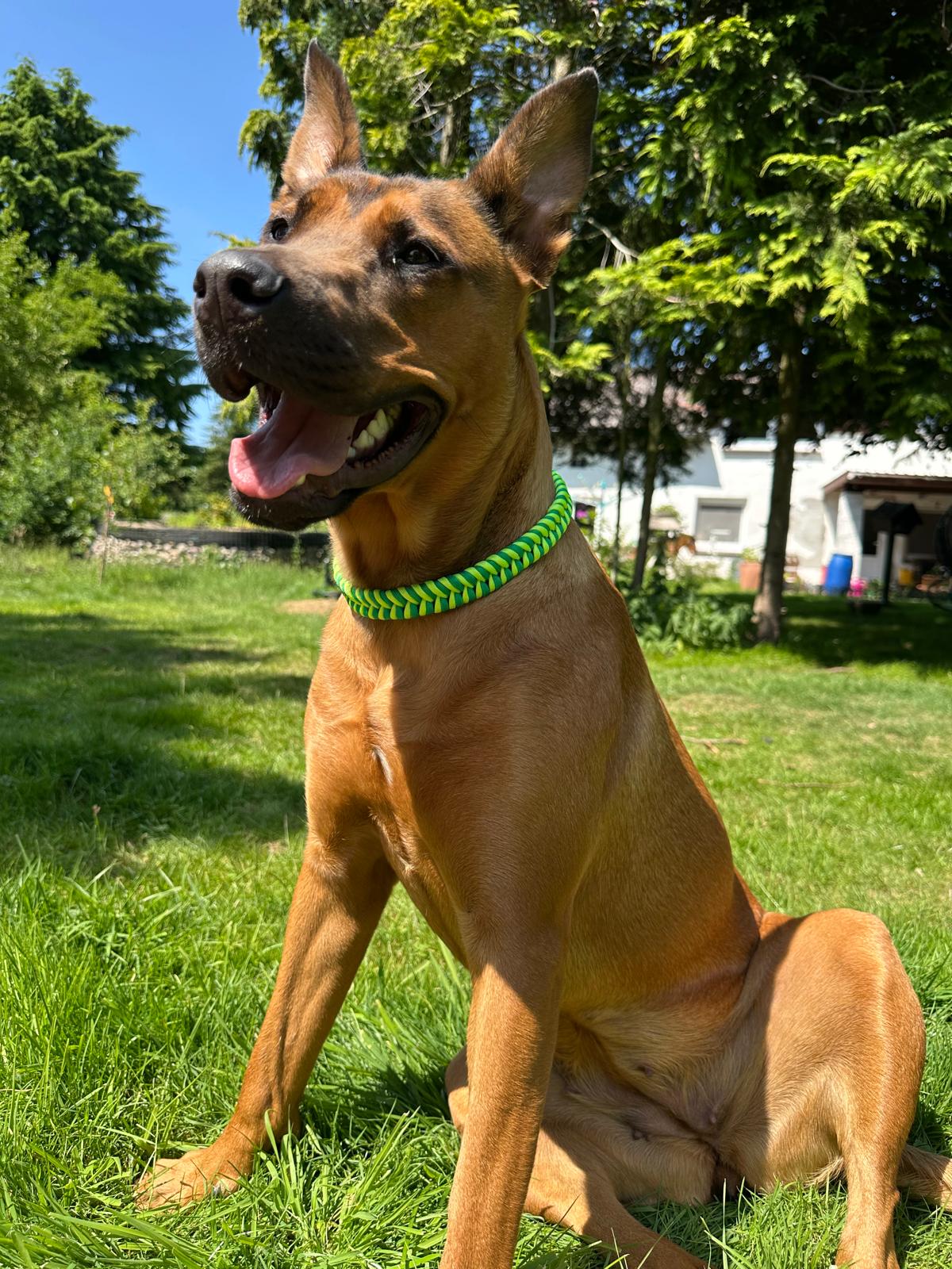 Snaketail – Bild 4