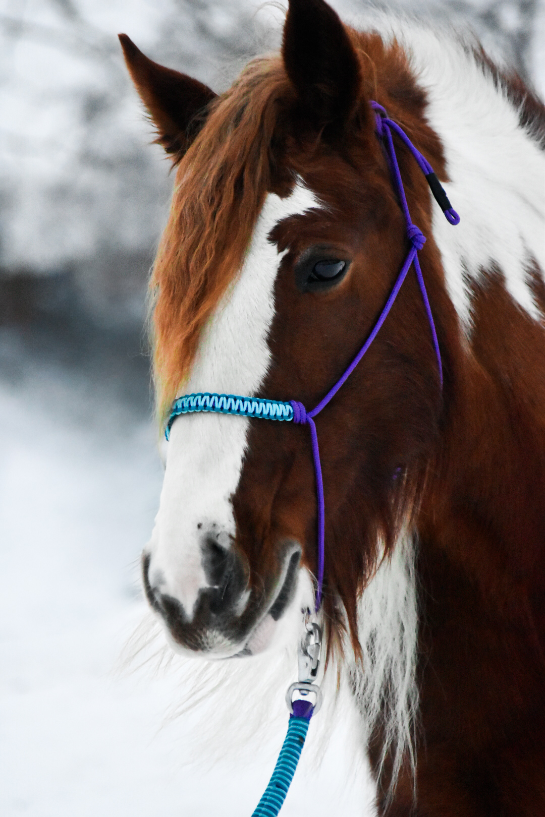 Knotenhalfter Soft Line