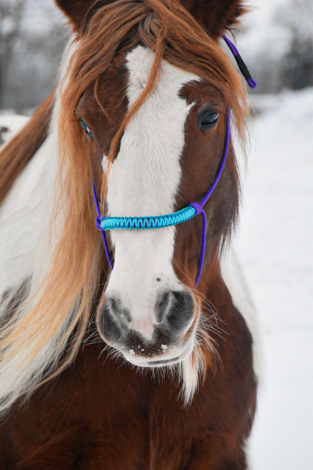 Knotenhalfter Soft Line – Bild 4